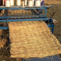 上海降溫，注意綠化植物，大樹防寒保暖，注意鐵樹，海棗樹防凍