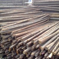 杉木樁|杉木綠化桿，支撐剛，鋼管支撐等批發(fā)，上海哪里有