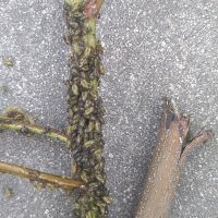 上海園林綠化養(yǎng)護(hù)病蟲(chóng)害高發(fā)，欒樹(shù)多態(tài)芽蟲(chóng)防治